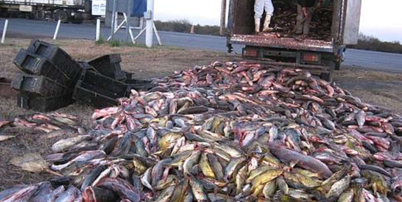 Decomisan 5 mil kilos de pescado