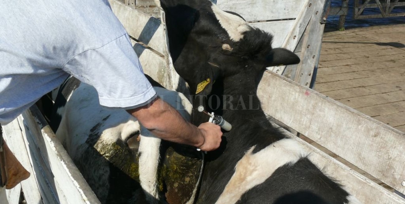 Entró en vigencia el nuevo plan nacional para la erradicación de brucelosis