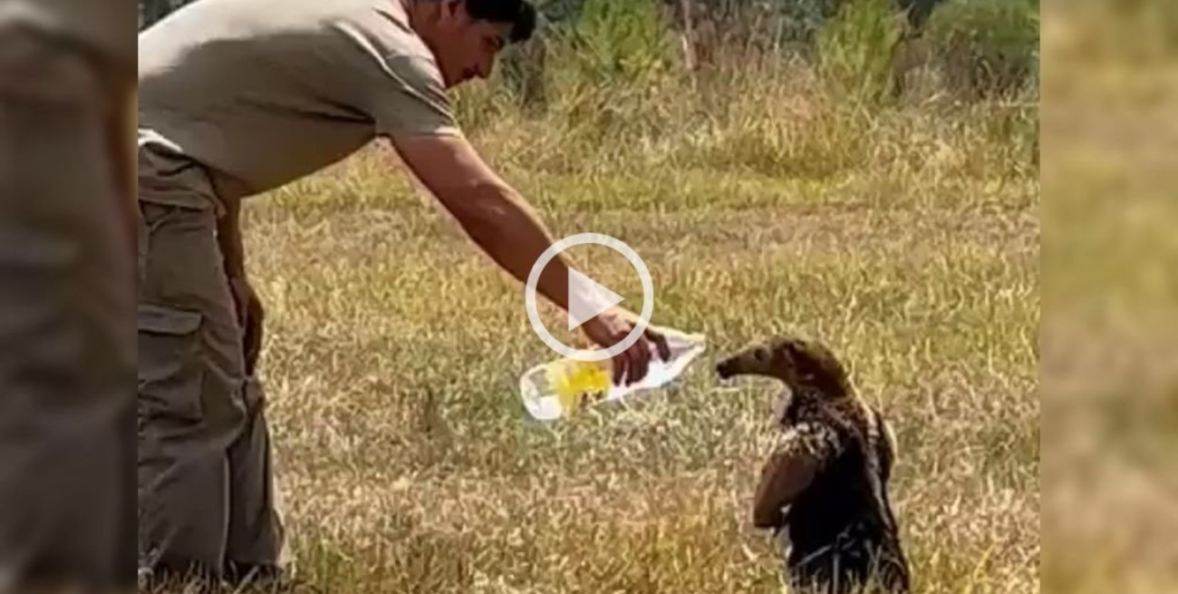 Video: la emotiva reacción de un oso melero al recibir agua de un rescatista en Corrientes