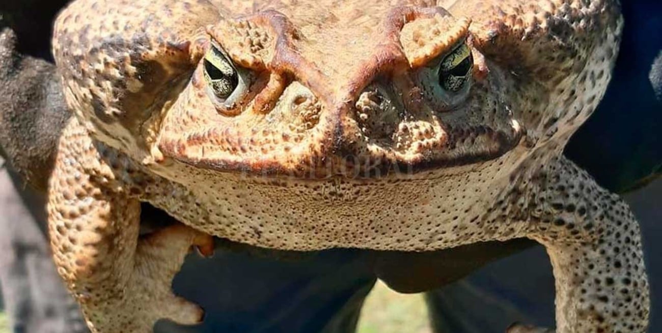 Advierten que el "sapo gigante" no es peligroso y que es una especie autóctona