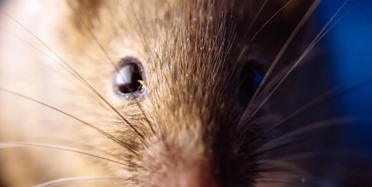 Confirmaron 4 casos de hantavirus en Buenos Aires