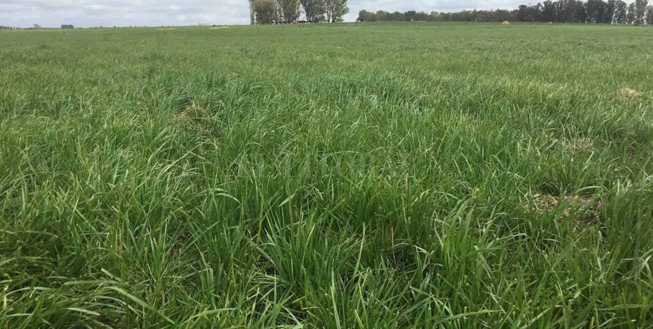 Semillas forrajeras ¿cuales se consigue para la siembra?