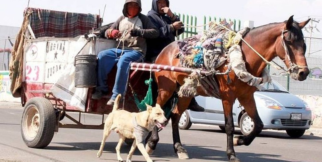 San Juan: irá cuatro años preso por robarse dos pájaros