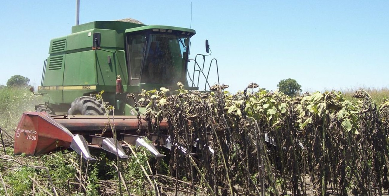 Golpeado por la caída de Vicentín, ya se trilló un tercio del girasol del centro norte santafesino