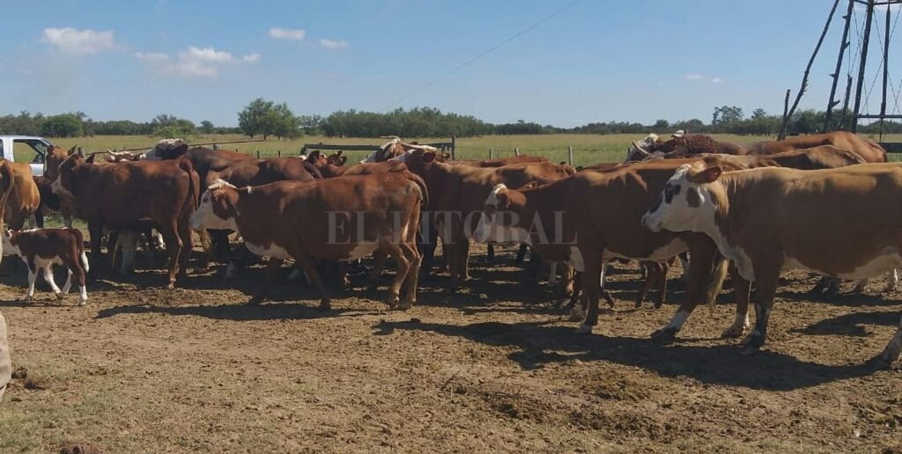 Una provincia cada vez más castigada por el abigeato