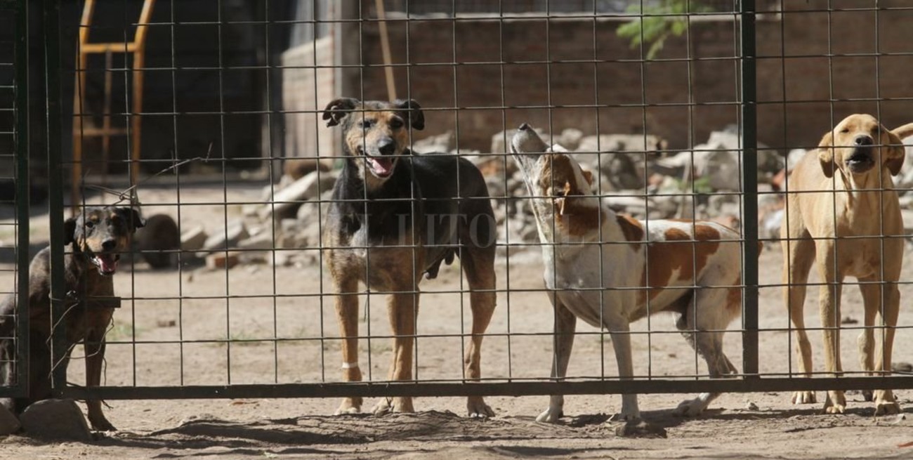 Convocan a inscribirse a un registro de guardadores para animales maltratados