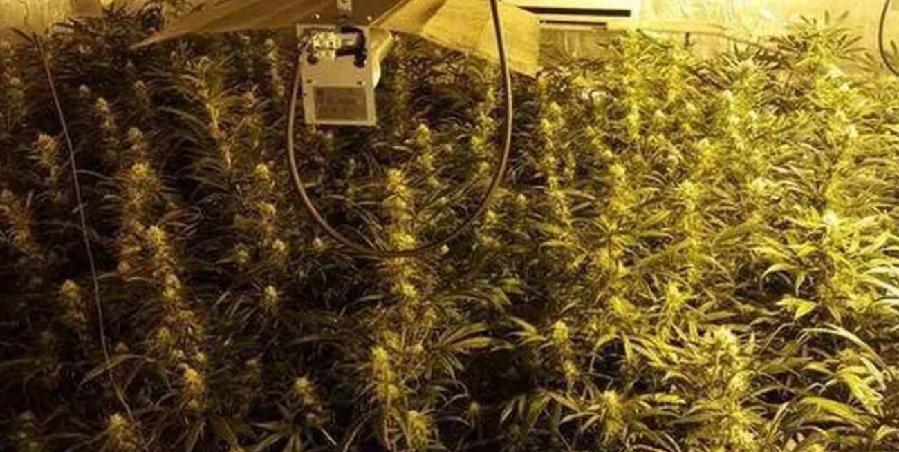 "Narcocesta navideña": el premio de una rifa española incluía cocaína, dinero y alcohol