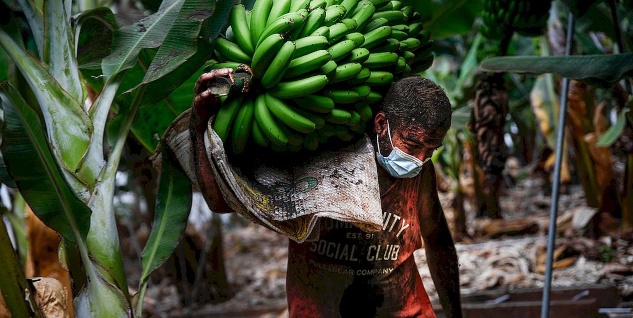 España: la lava del volcán Cumbre Vieja entra en las plataneras y quema plástico de invernaderos y fertilizantes