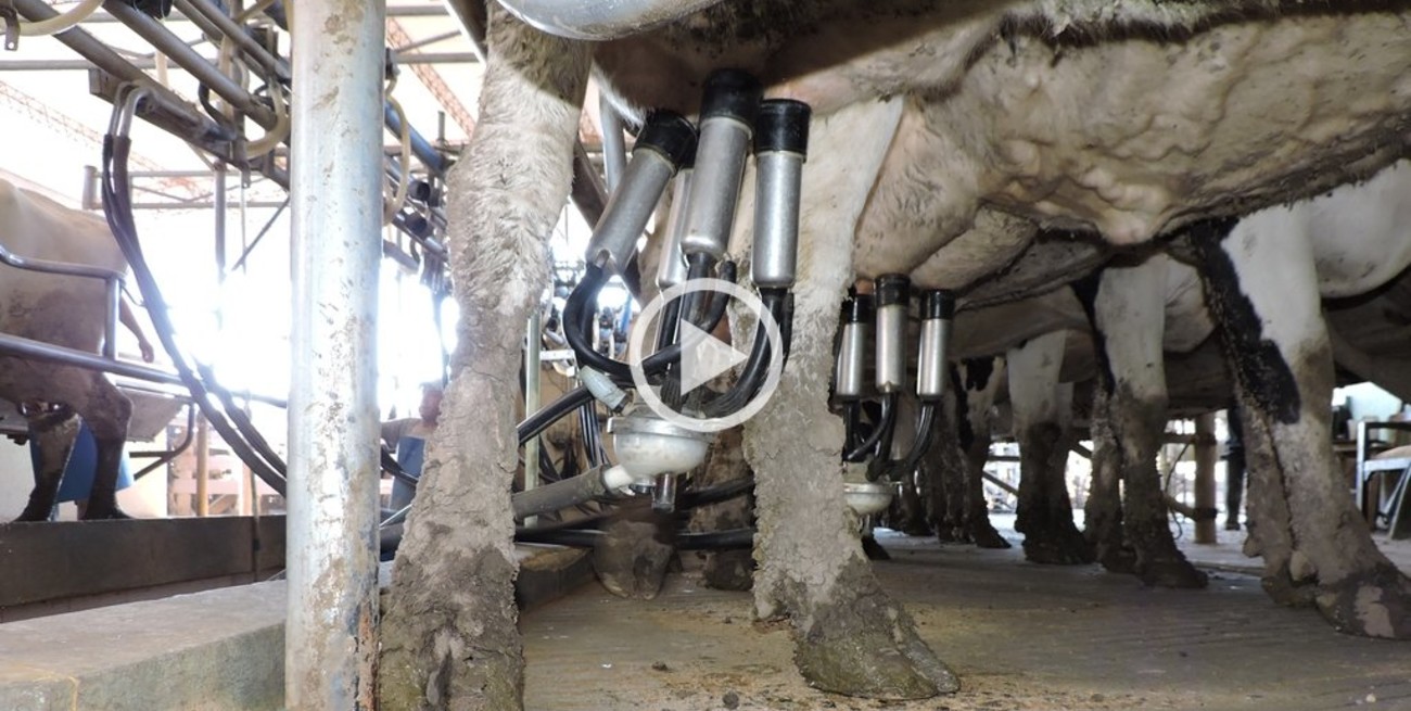 Lechería sin pasto: el costo de la sequía