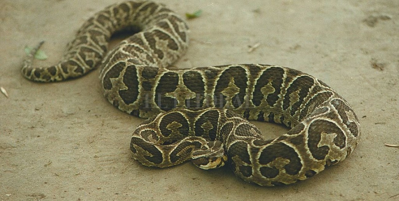 Las mordeduras de serpientes producen 4 muertes por año en Argentina