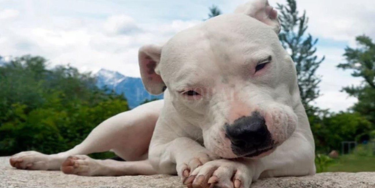 El American Kennel Club reconoce al dogo argentino como "raza pura"