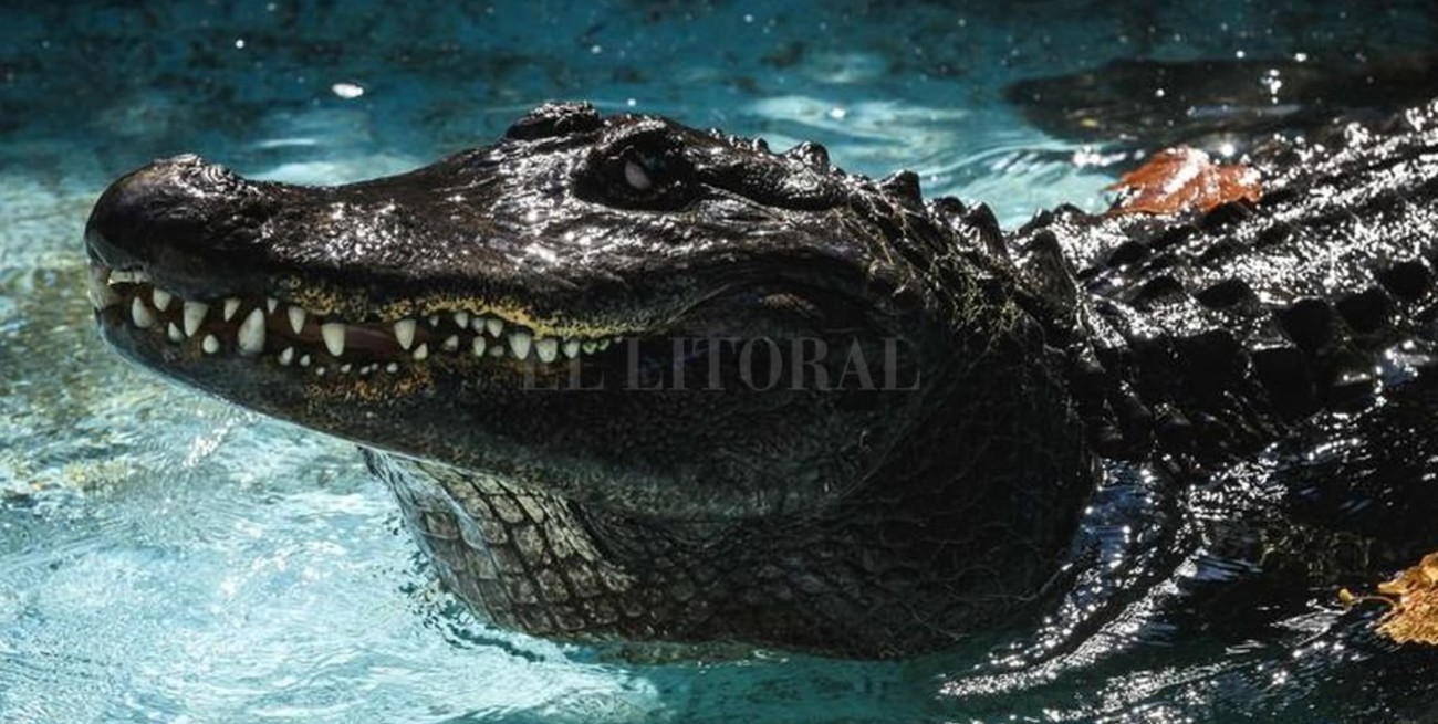El cocodrilo cautivo más viejo del mundo cumple 83 años