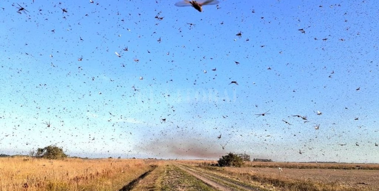 Langosta: mantienen acciones coordinadas para controlar la plaga