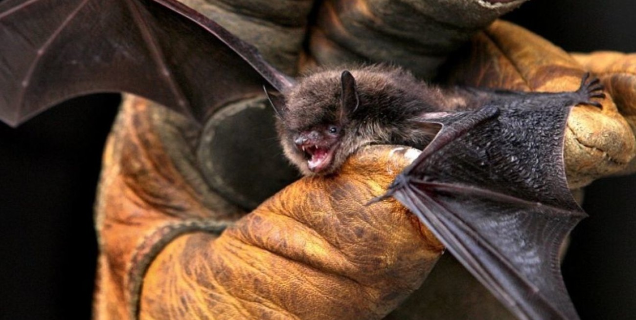 Activan protocolos por muestras positivas de rabia en murciélagos en San Luis