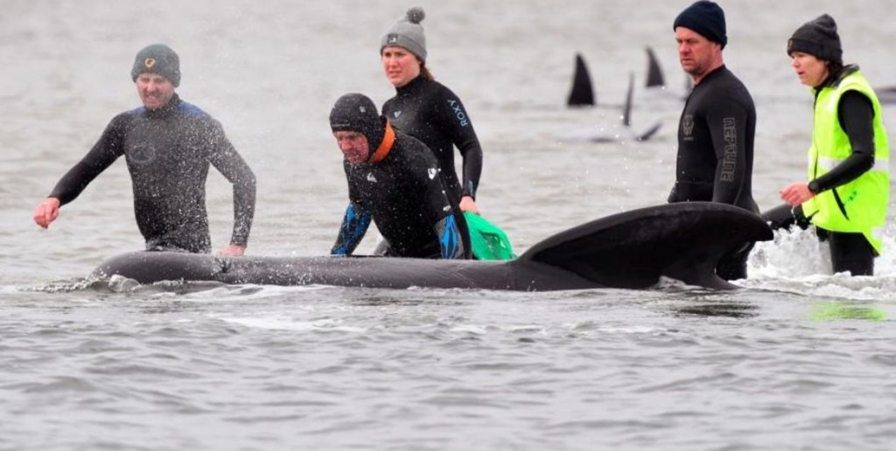 Rescatan a algunas de las 270 ballenas varadas en Tasmania