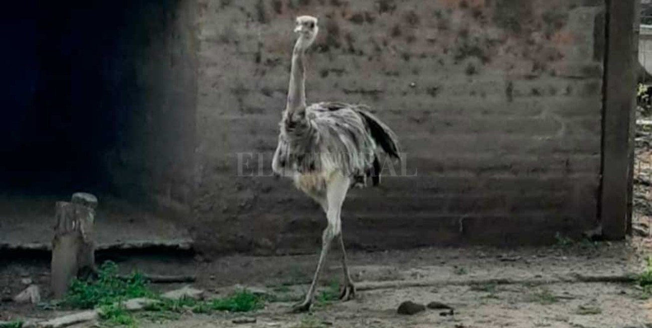 Un ñandú sorprendió a vecinos del sur de Santa Fe