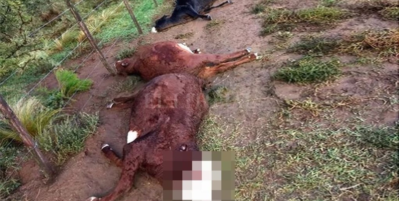 Una centella mató 21 vacas en La Pampa