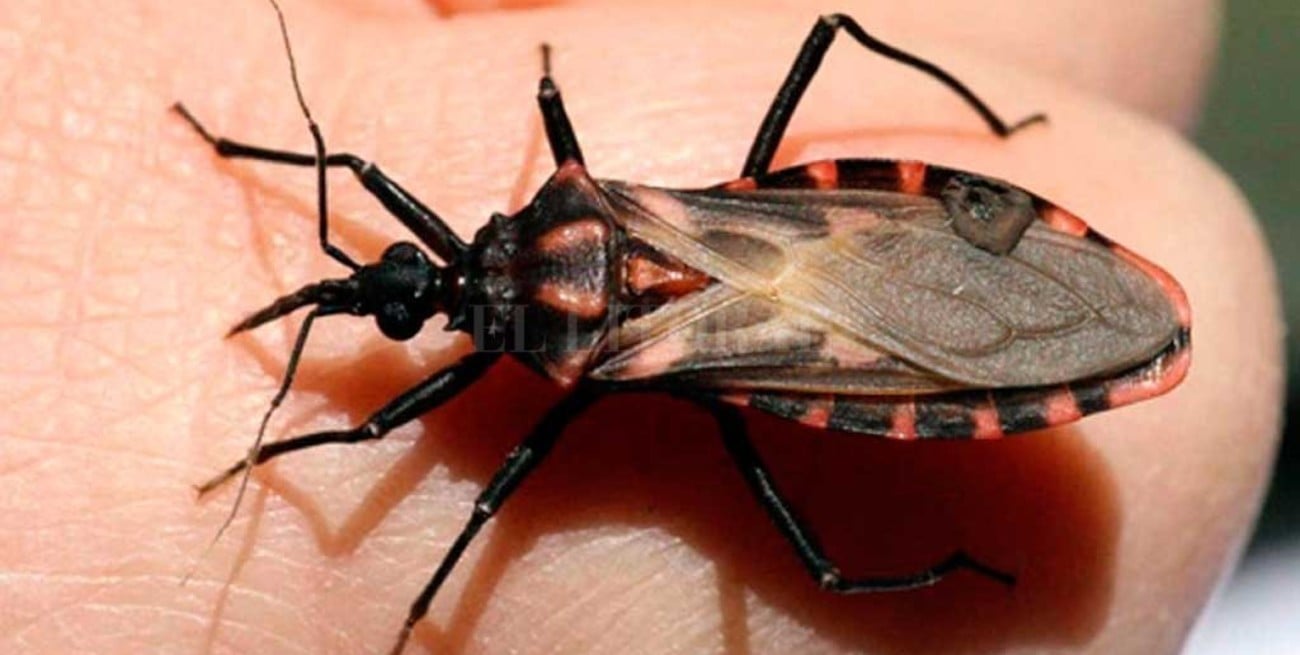 Crean una app para reportar presencia de vinchucas y aprender sobre ellas