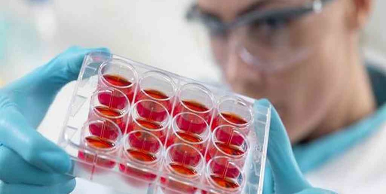 Científicos descubren una técnica para conseguir células madre más eficientes en medicina