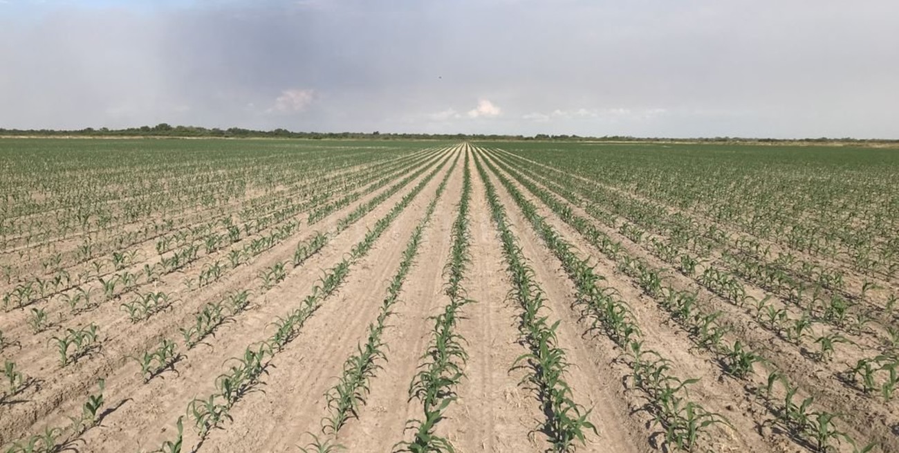 El maíz se metió en lotes arroceros