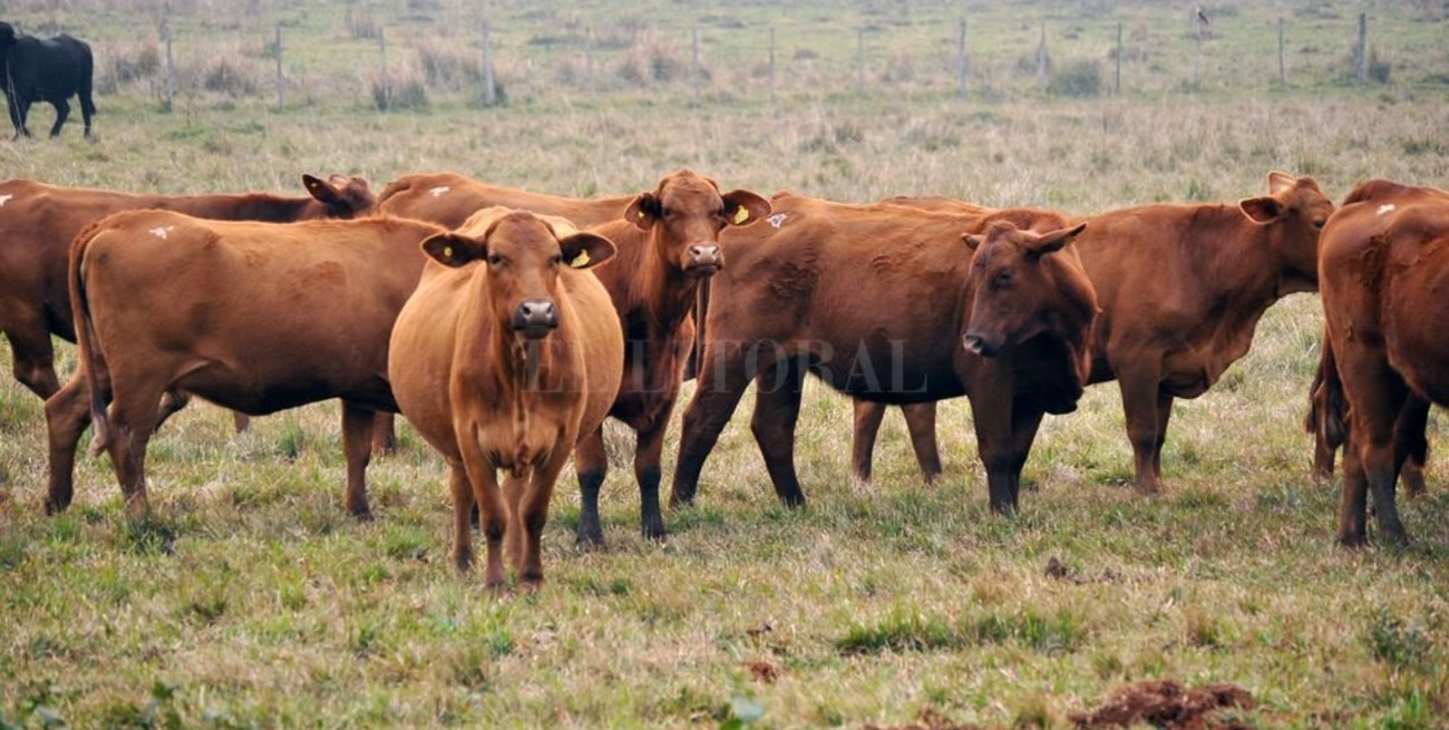 Hallan virus que podría confundirse con fiebre aftosa