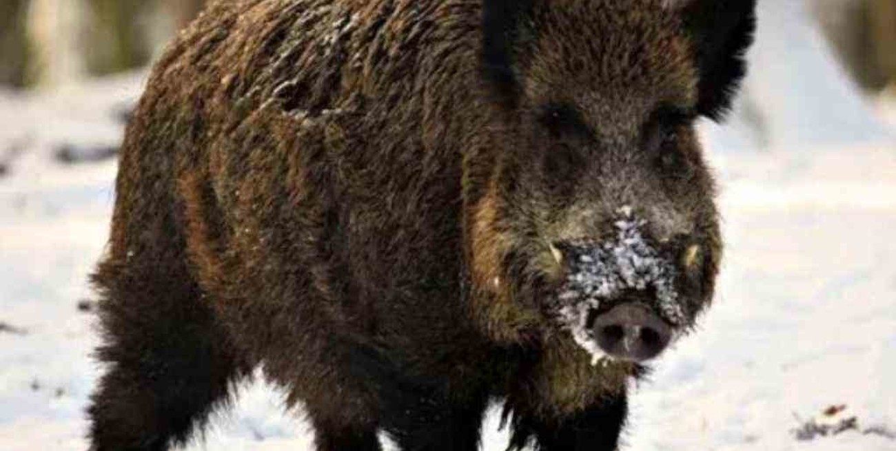 Preocupa la invasión de jabalíes en la Patagonia