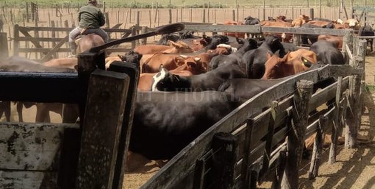 Arreaban 40 vacunos robados cuando fueron sorprendidos por Los Pumas cerca de Tostado