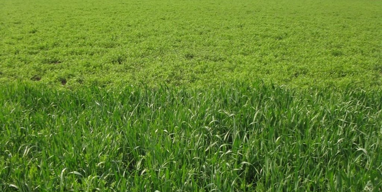 Cultivos de cobertura, herramienta para proteger los suelos