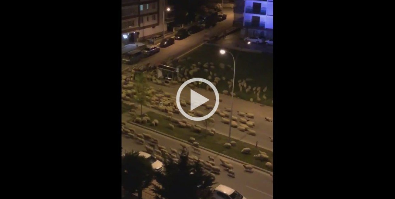 Video: Cientos de ovejas "invadieron" una ciudad de Turquía