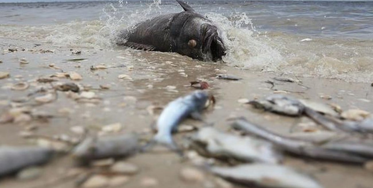 ¿Qué es la "marea roja" que ya mató a miles de peces en Florida?