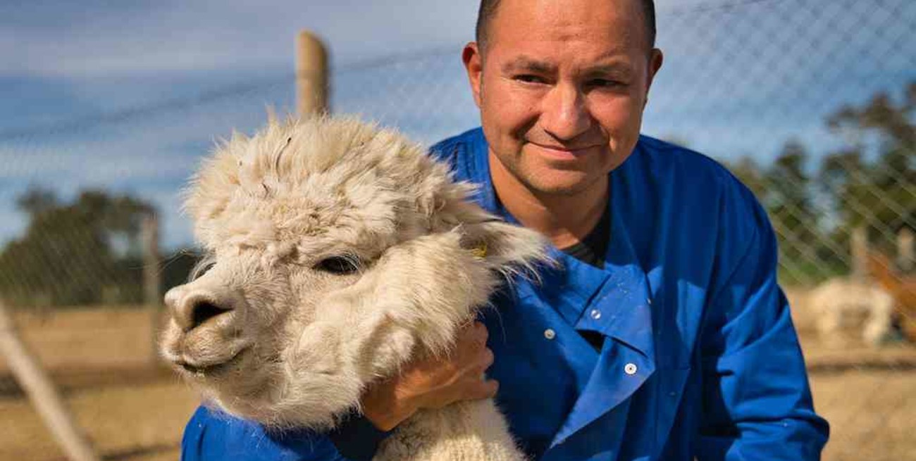 Chile: científicos hallan un "fuerte" anticuerpo contra el Covid-19 en las alpacas