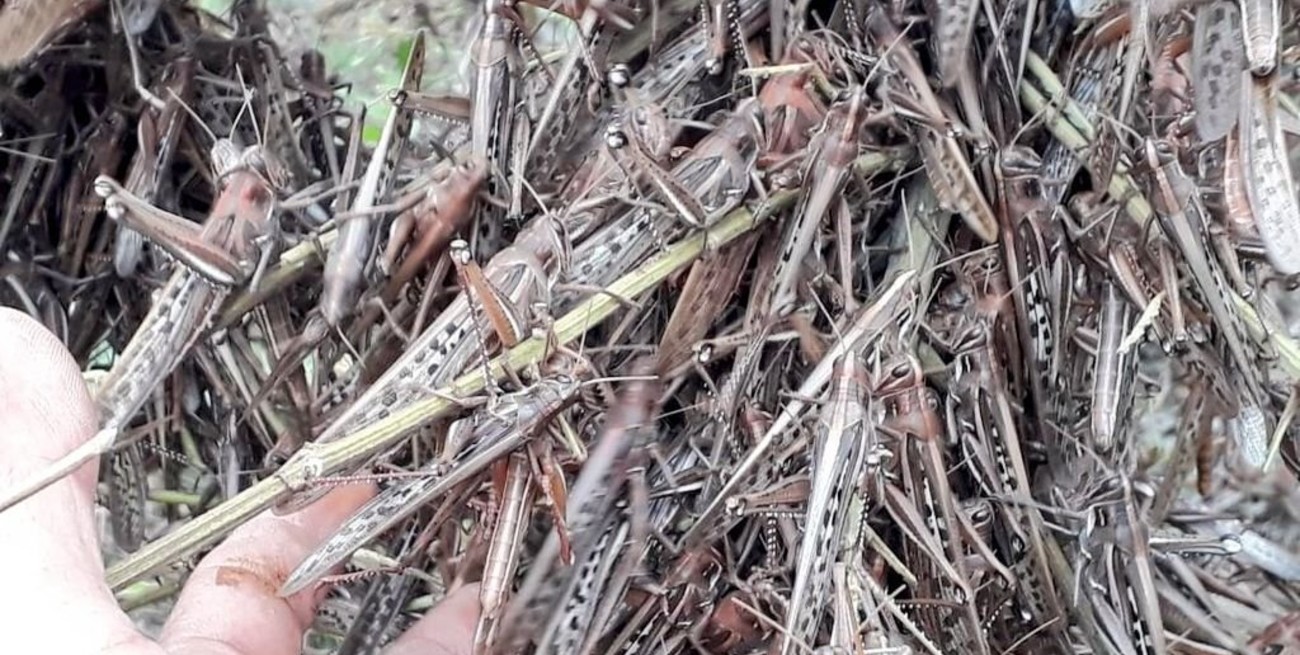 La manga llegó a Santa Fe 