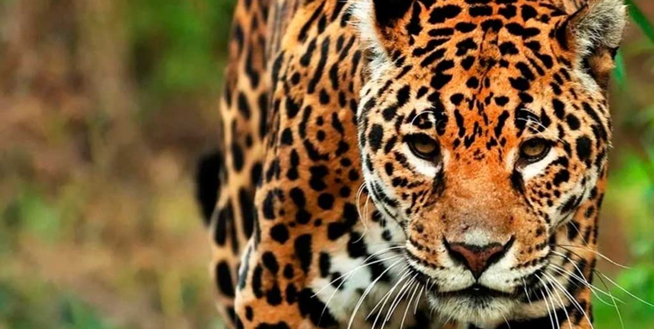 Advierten que en Argentina sólo quedan 250 ejemplares de yaguareté