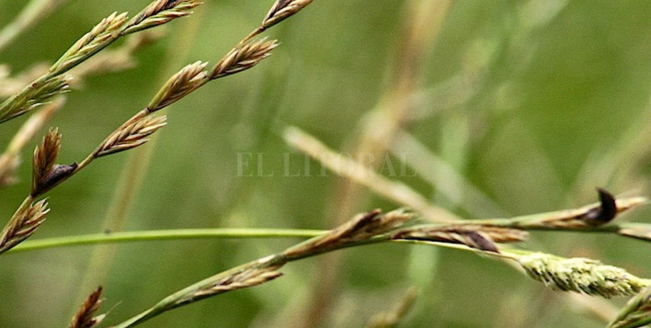 Un hongo ayuda al forraje a resistir enfermedades