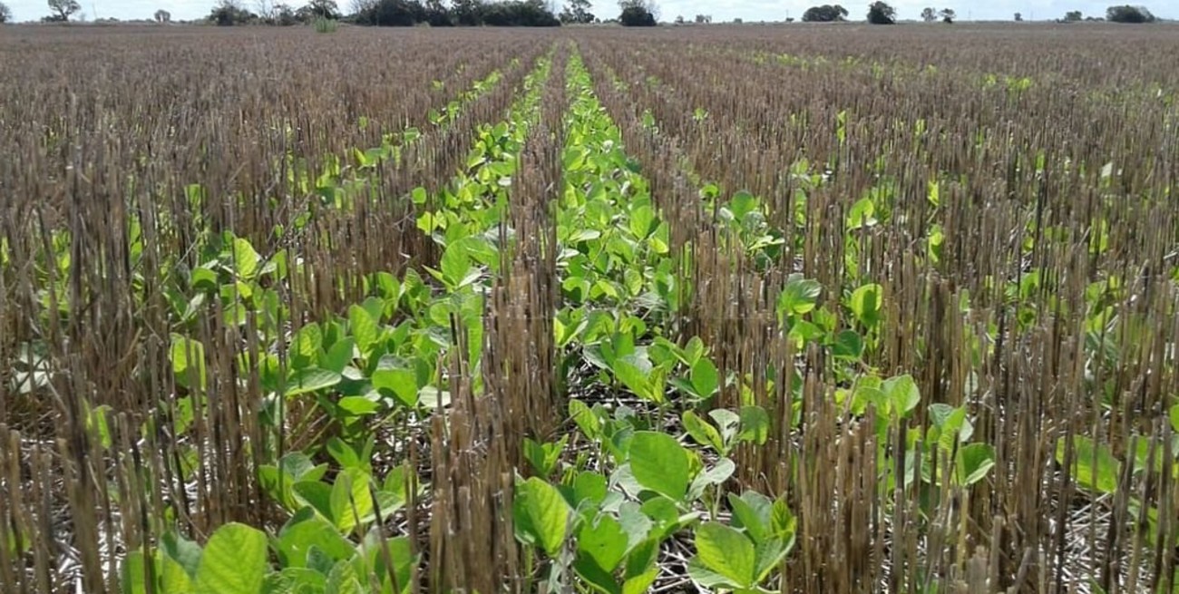 Oleaginosas y cereales lideran las preferencia de siembra de los agricultores argentinos