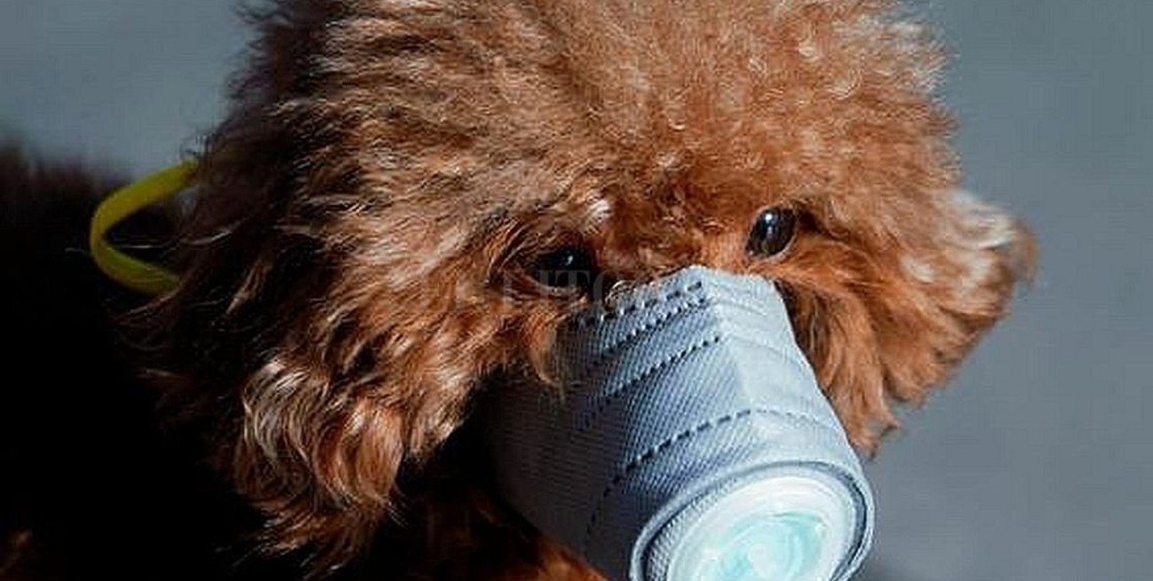 Detectan el primer caso de coronavirus en perros