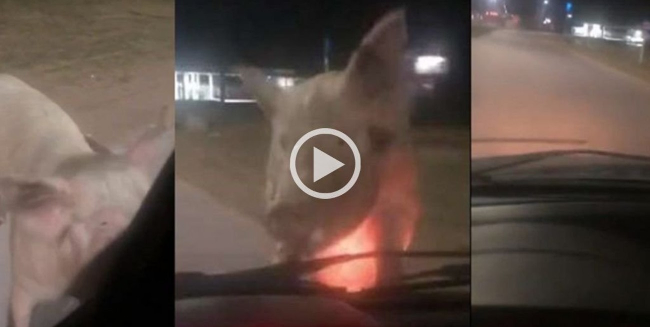 Viral: una mujer se detuvo en el semáforo y un cerdo se le subió al capó