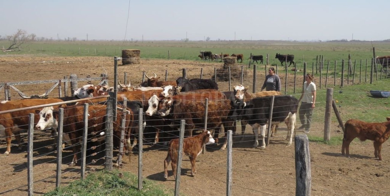 Vacas sanas y felices producen más