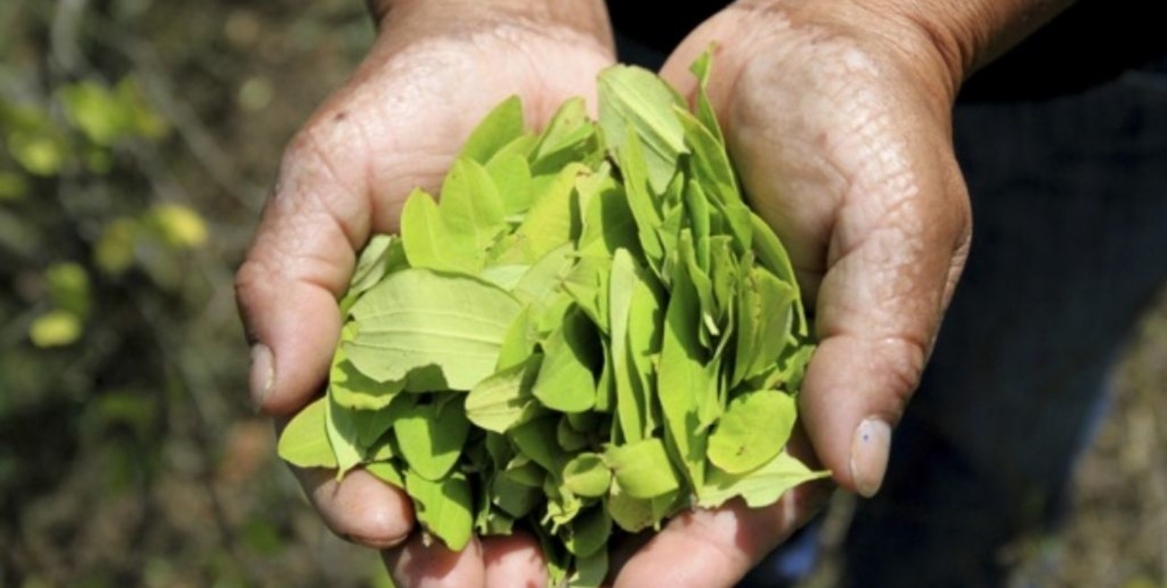 Presentan un proyecto para legalizar el cultivo y la comercialización de hojas de coca