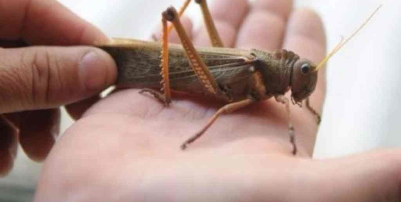 Lanzan alerta en Córdoba por el acecho de una manga de langostas