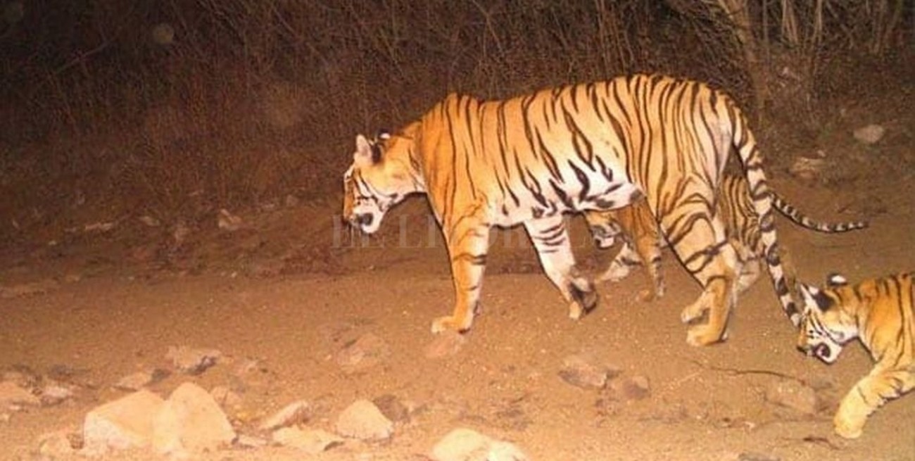 Matan a la tigresa que habría causado 13 muertos 