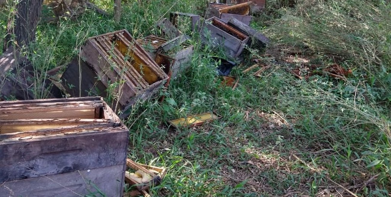 Tierra de nadie: saqueadores de miel ponen en jaque a los apicultores de San Javier