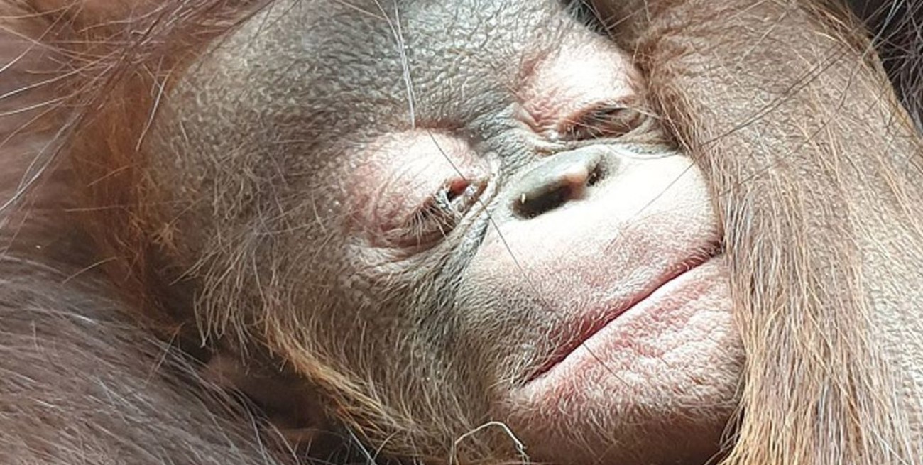 Video: nació "por sorpresa" un orangután de Borneo en el zoológico de Chester