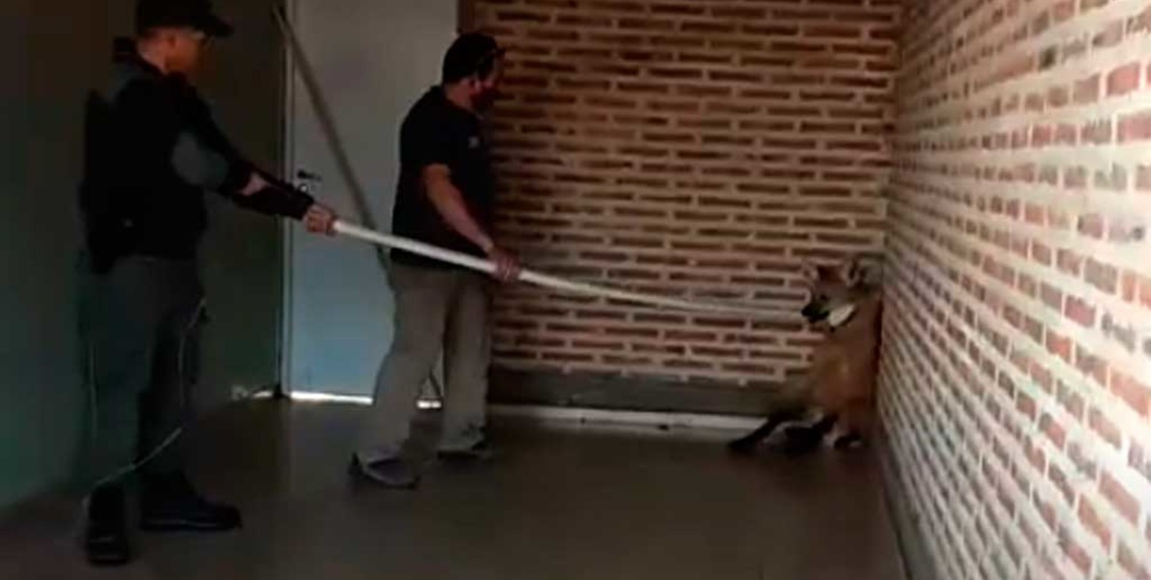 Un Aguará Guazú sorprendió a vecinos de San Justo