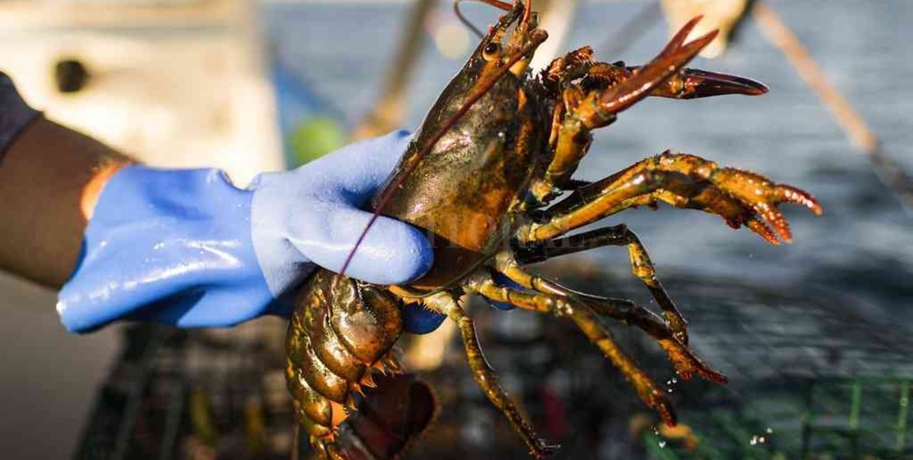 Advierten que un millón de especies están en riesgo de extinción por el cambio climático 