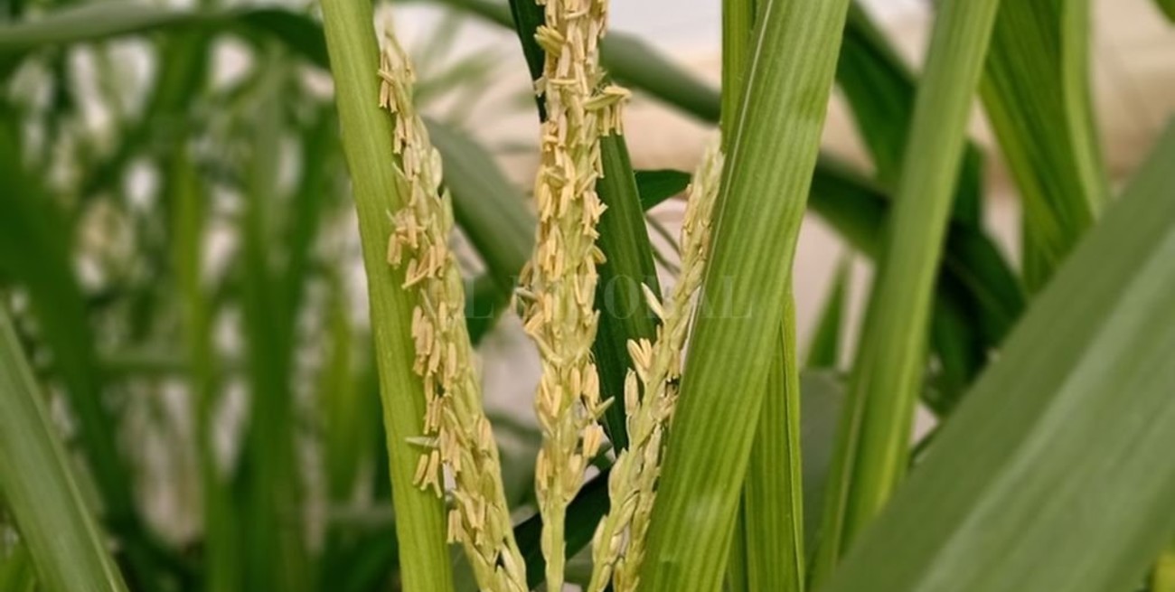 Desarrollo santafesino: Nación aprobó la tecnología de cultivo de trigo tolerante a la sequía