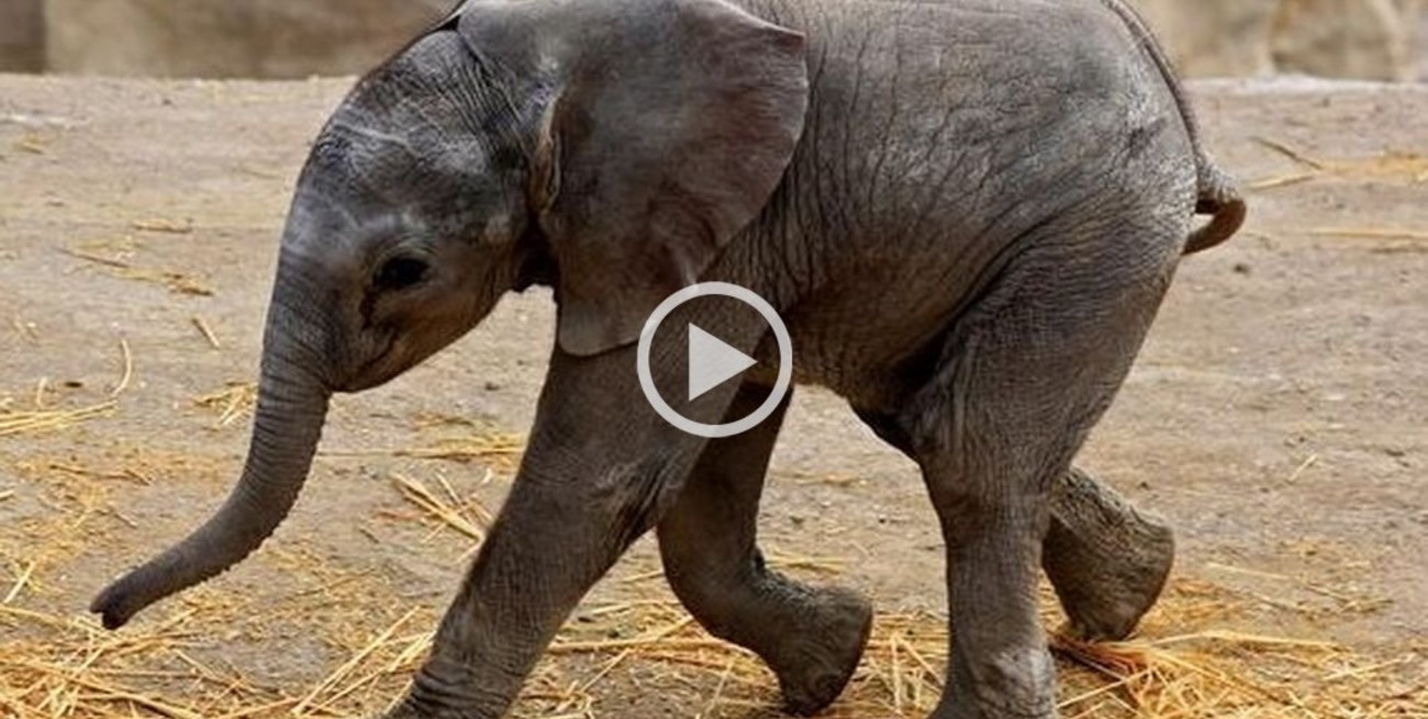 Transmitieron en vivo nacimiento de "Zoom", un elefante africano