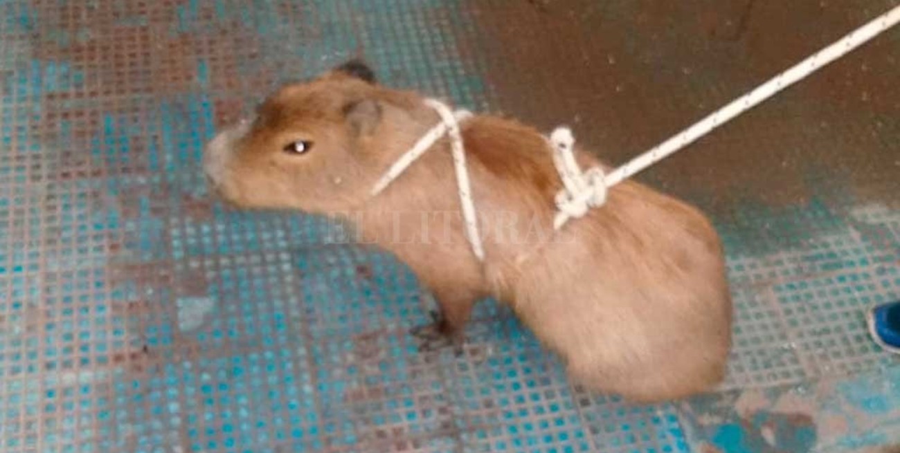 La triste historia del carpincho "Piporo"