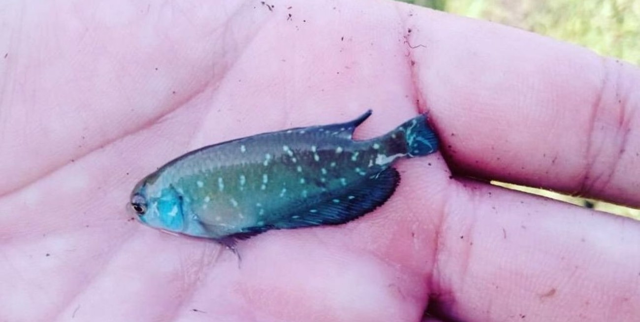 Hallaron peces que resisten sequías