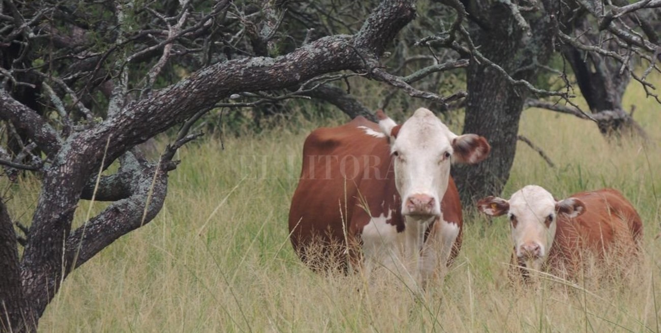  La ganadería y el desafío del carbono 